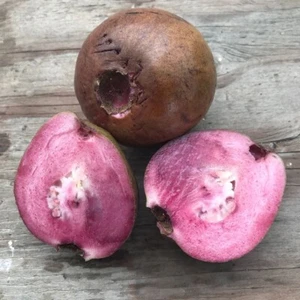 Guayaba híbrida BeauFlora (guayaba púrpura, planta de capas) 1 planta de raíz desnuda - Imagen 1 de 1