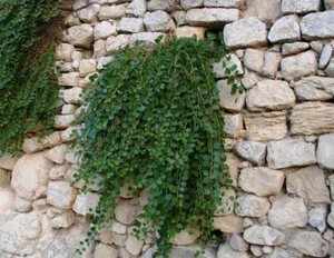 CAPPERO Capparis spinosa L 160 SAMEN GRAMM - Bild 1 von 4