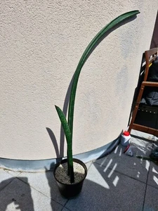 Sansevieria sinus-simiorum R1734, große Pflanze aus Teilung mit Neutrieb - Bild 1 von 2
