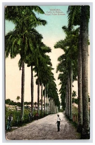 AK: Straße der Palmen, Royal Palm Avenue, 1a, Havanna, Kuba - unbespielt - Bild 1 von 2