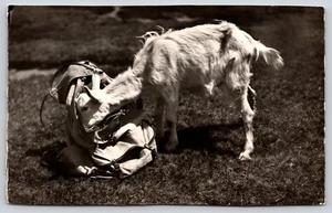 Postcard RPPC Baby Mountain Goat Kid Sniffing a Backpack Oreamnos americanus - Picture 1 of 2