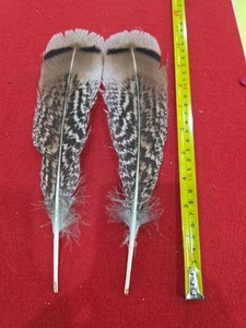 Par de subsustos híbridos de halcón de pluma cola de pavo de hierba dulce Z88 - Imagen 1 de 1