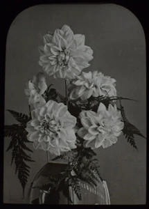 FLORES EN JARRÓN Nº2 CRISANTEMOS C1910 Linterna Mágica Diapositiva ESTUDIO DE FLORES - Imagen 1 de 3