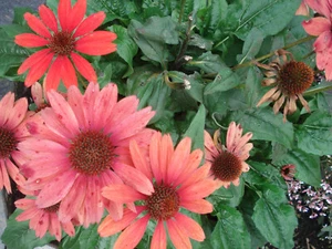 Sonnenhut, Echinacea, mehrjährige Staude, versch. Farben, Bienenweide, 100 Samen - Bild 1 von 13