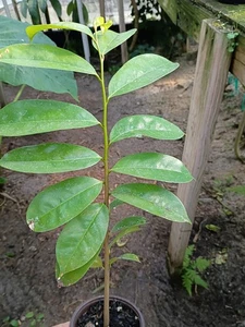 Soursop Baum im 4 Zoll Topf - Bild 1 von 2