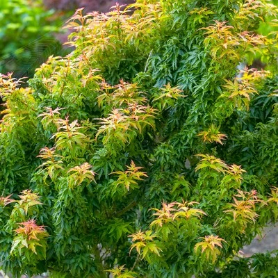 Acer palmatum Koto Hime Japanese Maple Tree Outdoor Garden Plants in Plant Pot - Image 1 of 4