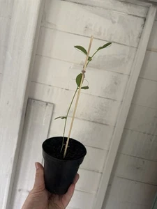 Sweet Pea - Picture 1 of 4