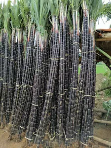 1 Pack 150 Black Sugar Cane Seeds Sugarcane Organic Saccharum