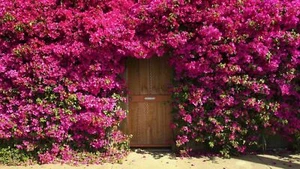 50 semillas de rosa / rosa trepadora + REGALO GRATIS - Imagen 1 de 1