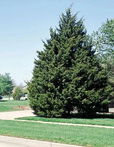 2 Red Cedar Trees 2ft Tall Now Live Trees - Picture 1 of 5