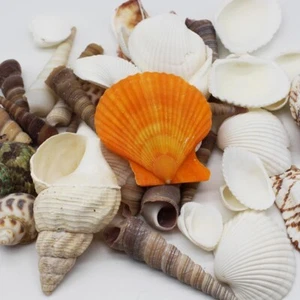 250g Sea Shells Large Size Mixed Beach Natural Seashells for DIY Crafts Decor, W - Picture 1 of 6