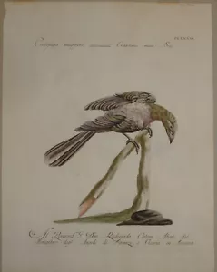 Stampa antica "Crotofago Maggiore" Cornacchia Manetti Ornithology crow - Foto 1 di 1
