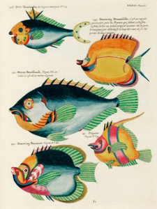 Ilustraciones de peces encontrados en Molucas Indonesia y las Indias Orientales 16 - Imagen 1 de 3