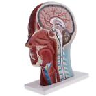 1:1 Human Sagittal Plane Head & Neck Vessel Nerve Anatomical  Model