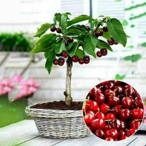 20PCs Cherry Seeds Organic Seeds Fruit Seeds Bonsai Tree High seed in the Garden - Picture 1 of 6