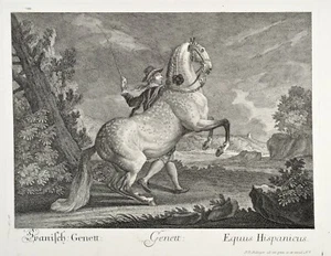 Ridinger Spanisch Genett Equus Hispanicus 1750 Original Pferd Horse Andalusier - Bild 1 von 5