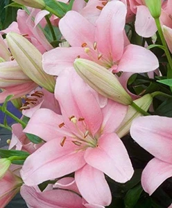Bulbi da fiore giglio orientale invernali graziosi importati rosa confezione da 2 bulbi - Foto 1 di 4