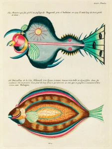 Ilustraciones de peces encontrados en Molucas Indonesia y las Indias Orientales 21 - Imagen 1 de 3