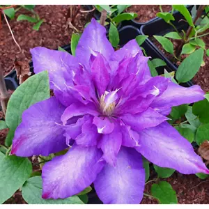 Großblumige Clematis Daniel Deronda 1L - Völlig frostfest und anspruchslos - Bild 1 von 10