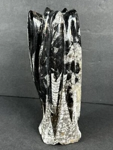 Orthoceras Polished Fossil Decorative Sculpture  - Picture 1 of 10