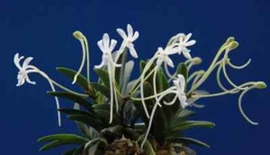 Vanda falcata Ootakamaru 大鷹丸 - Picture 1 of 4
