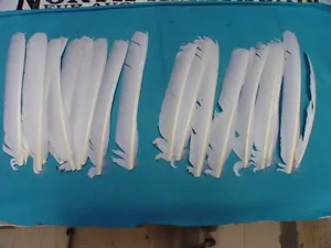 20 punteros blancos de pavo todas las izquierdas sin puntos #1 y #2 para atar moscas mixtas, artesanías - Imagen 1 de 11