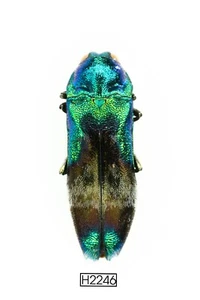 KÄFER, INSEKT -H2246. Buprestidae - VIETNAM - Bild 1 von 3
