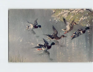 Postkarte Frühlingsflug von Vernon Ward - Bild 1 von 2