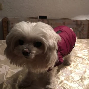 Hundemantel von Trixie Fleece gefüttert Mini Chihuahua od. ähnliches weinrot - Bild 1 von 16