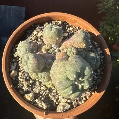 Ariocarpus Rare cactus succulents copiapoa - Image 1 of 4