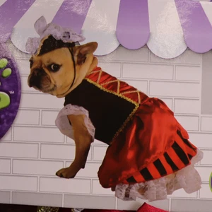 Piraten Mädchen Halloween Hundekostüm Rubies Pet Shop groß Freibeuter - Bild 1 von 5