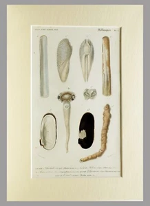 (P1) 1845 engraving handcolored with passepartou MALACOLOGY - D´ORBIGNY (05562) - Picture 1 of 2