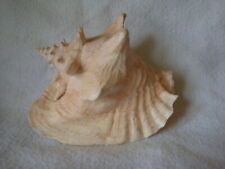 Vintage Queen Conch Seashell Large Seashell 8" Natural Pink Decorative