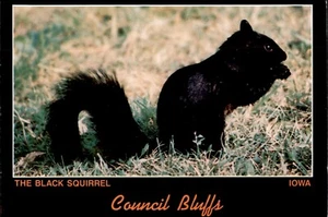POSTCARD Council Bluffs - The Black Squirrel Council Bluffs, Iowa UNP - Picture 1 of 2