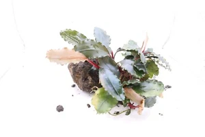 Bucephalandra Helena 2013 RARITÄT!! Rhizom - Bild 1 von 2