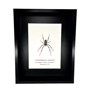 Red-Legged Golden Orb-Weaver Spider Frame (Trichonephila inaurata) Shadow Box - Picture 1 of 7