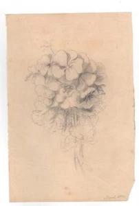 Mary Priscilla Wilson Smith. Pencil Flower Study March 1871 - Picture 1 of 1