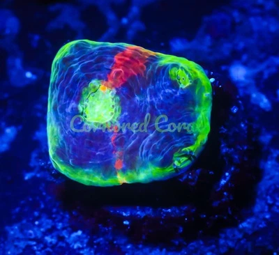 Cáliz de gominola Cornbred Presents WWC - WYSIWYG - Frag - CORAL VIVO Foto 1 de 2