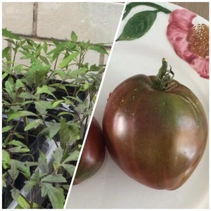 2 x Jungpflanzen Schoko Ochsenherz Schwarz Tomatenpflanze Tomaten Gemüse Pflanze - Bild 1 von 11