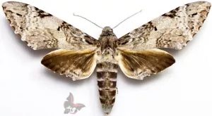 Manduca albiplaga, aus Peru, RIESE!!, MONTIERTE Motte - Bild 1 von 2