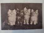  Early Cat Postcard -   Persian Kittens, C W Faulkner - Posted 1917