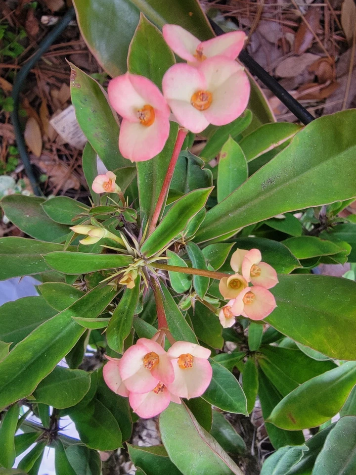  Euphorbia Milii -Crown of Thorns Thai Hybrid  unrooted cutting Corona No Raíces - Image 1 of 1