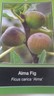 ALMA FIG TREE Live Plant Fruit Trees Healthy Figs Plants Home Garden Orchards