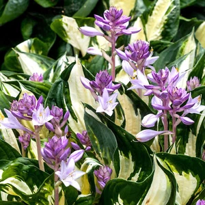 Hosta Fire and Ice - Plantain Lily | Deciduous Herbaceous Potted Garden Shrub - Picture 1 of 10