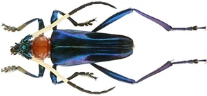 Insect - CERAMBYCIDAE Pachyteria nocki sp.nov.2015 - W.Kalimantan - 30mm ....!! - Picture 1 of 1