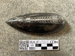 Polierter Orthoceras aus dem Devon - Bild 1 von 2
