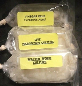 4 OZ EACH MICROWORM - WALTER WORM - VINEGAR EEL CULTURES Fry Food Guppy Betta - Picture 1 of 6