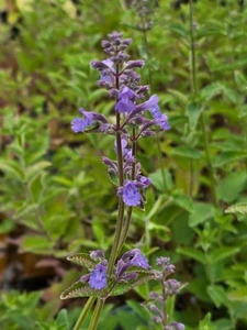 Nepeta faasseni 'Whispurr Blue' (PBR) - Picture 1 of 1