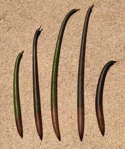 Fast Ship! 2 Large Red Mangrove Seeds Salt Freshwater Aquarium Plant 4-11” - Picture 1 of 3