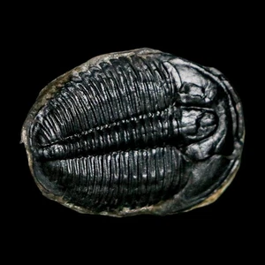 1 Zoll Elrathia Kingi Trilobit Fossil Utah Kambrium 521 Millionen Jahre alt Echtheitszertifikat - Bild 1 von 7